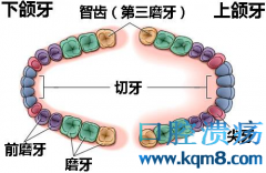 智齿的危害都有哪些？