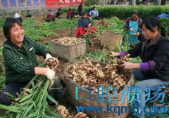 生姜煮水喝，每天晨起来一碗，预防口腔溃疡，皮肤有光泽