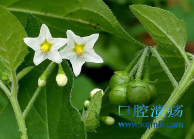 野葡萄龙葵清热解毒 活血消肿治疗口腔溃疡的好水果 口腔溃疡吃什么水果 野葡萄龙葵清热解毒 活血消肿治疗口腔溃疡的好水果 口腔溃疡吃什么水果
